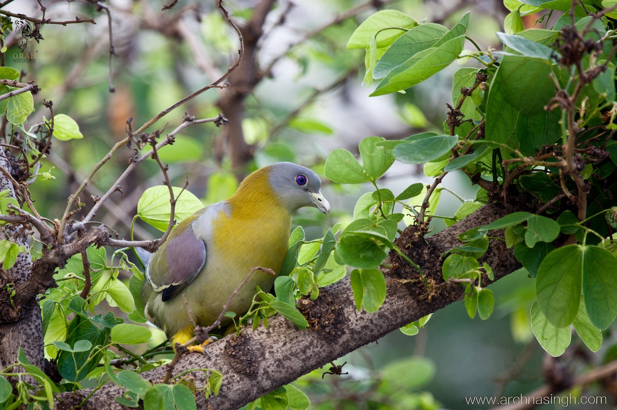 Yellow-footed Green-Pigeon - ML195354971