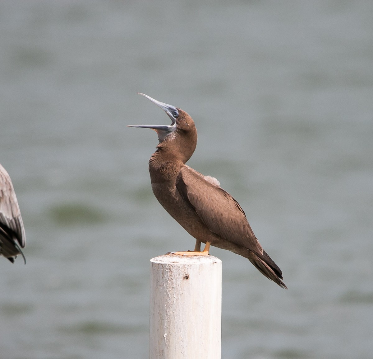 Brown Booby - ML195356921