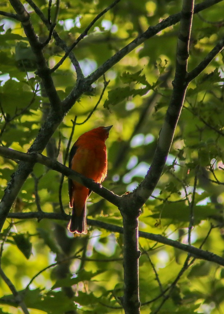 Scarlet Tanager - ML195358481