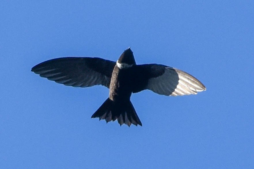 White-collared Swift - Ted Kavanagh