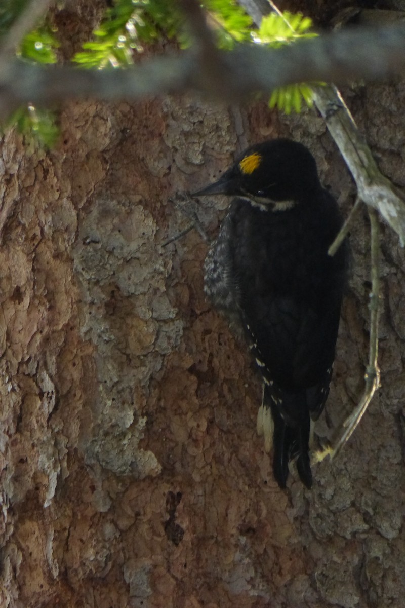 Black-backed Woodpecker - ML195360491