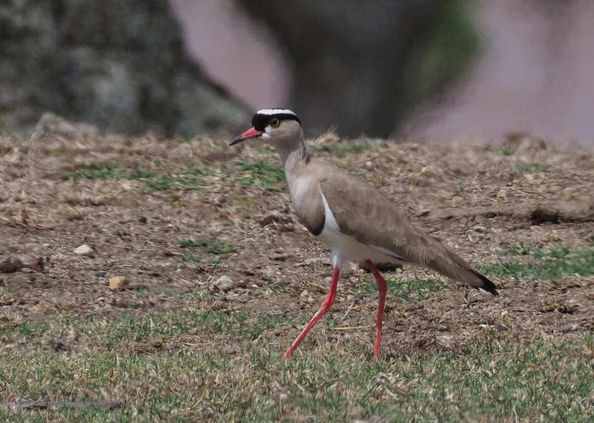 Crowned Lapwing - ML195364671