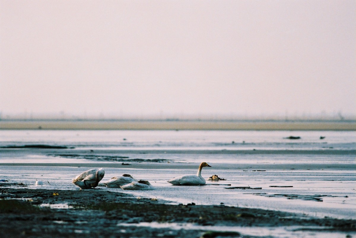 ebird-checklist-2-feb-2007-iba-gaomei-wetland-iba-3