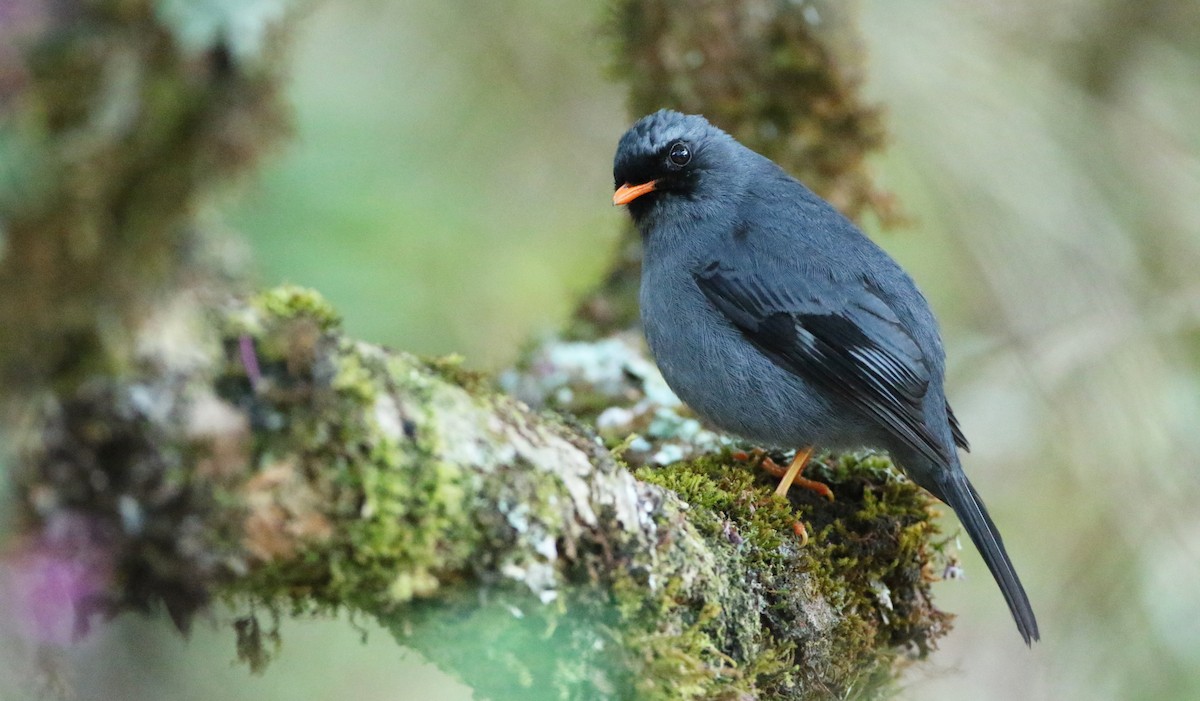 Black-faced Solitaire - ML195374181