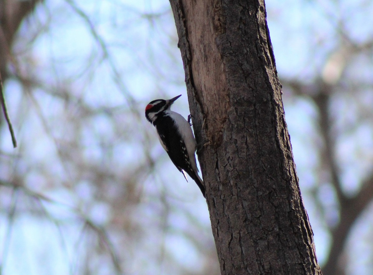 Hairy Woodpecker - Robert Klipp