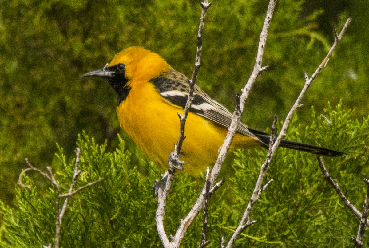 Hooded Oriole - Breanna Perry