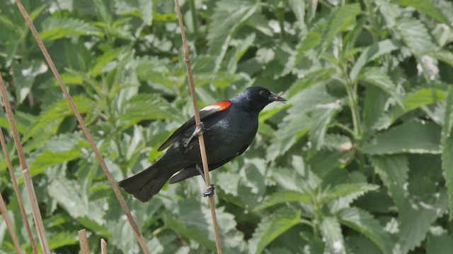 Tricolored Blackbird - ML195395221