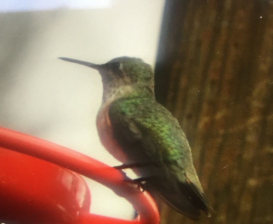 Calliope Hummingbird - ML195399211