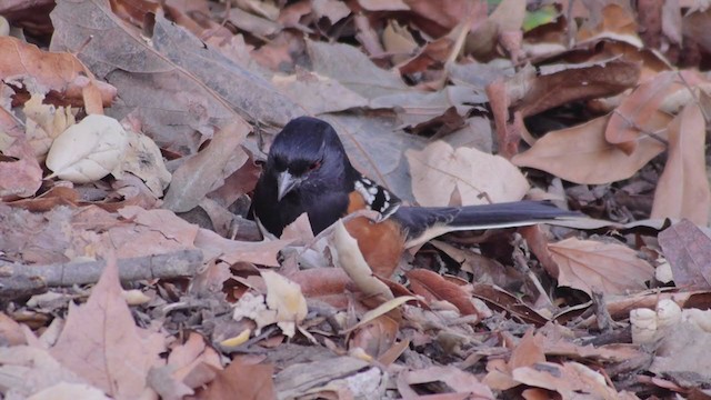 Spotted Towhee - ML195399721