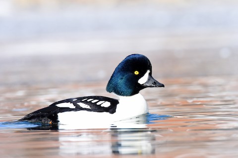 Barrow's Goldeneye - eBird