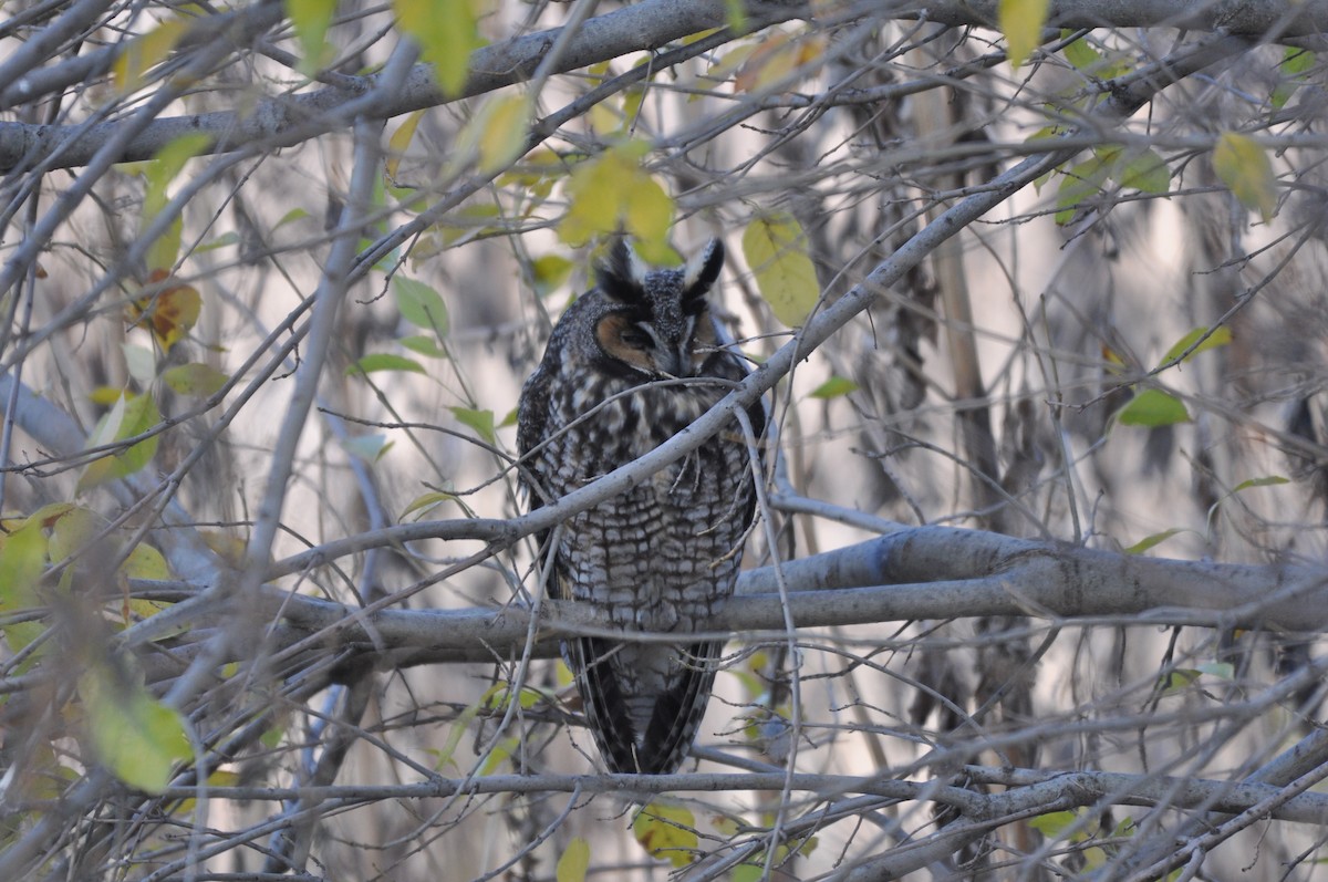 Long-eared Owl - ML195406771