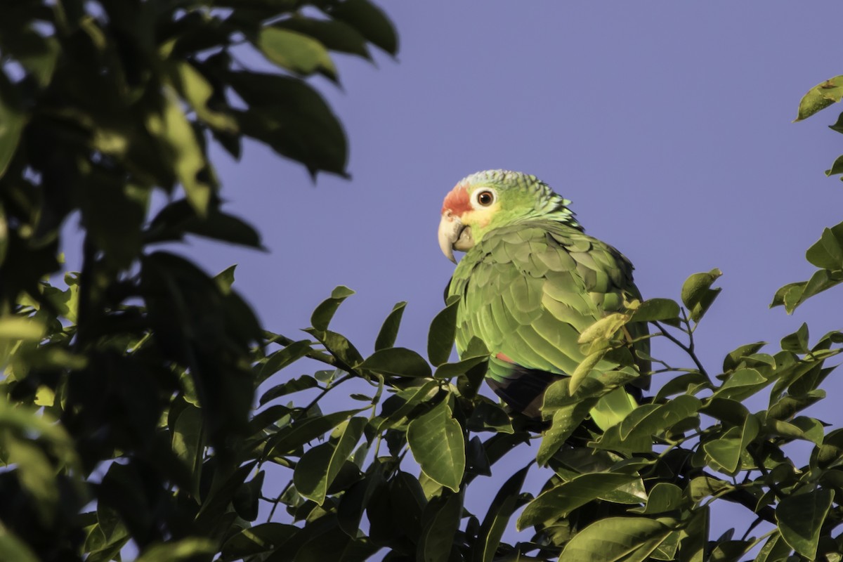 Red-lored Parrot - ML195410271