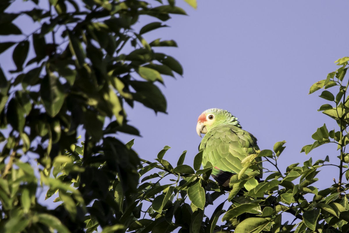 Red-lored Parrot - ML195410311