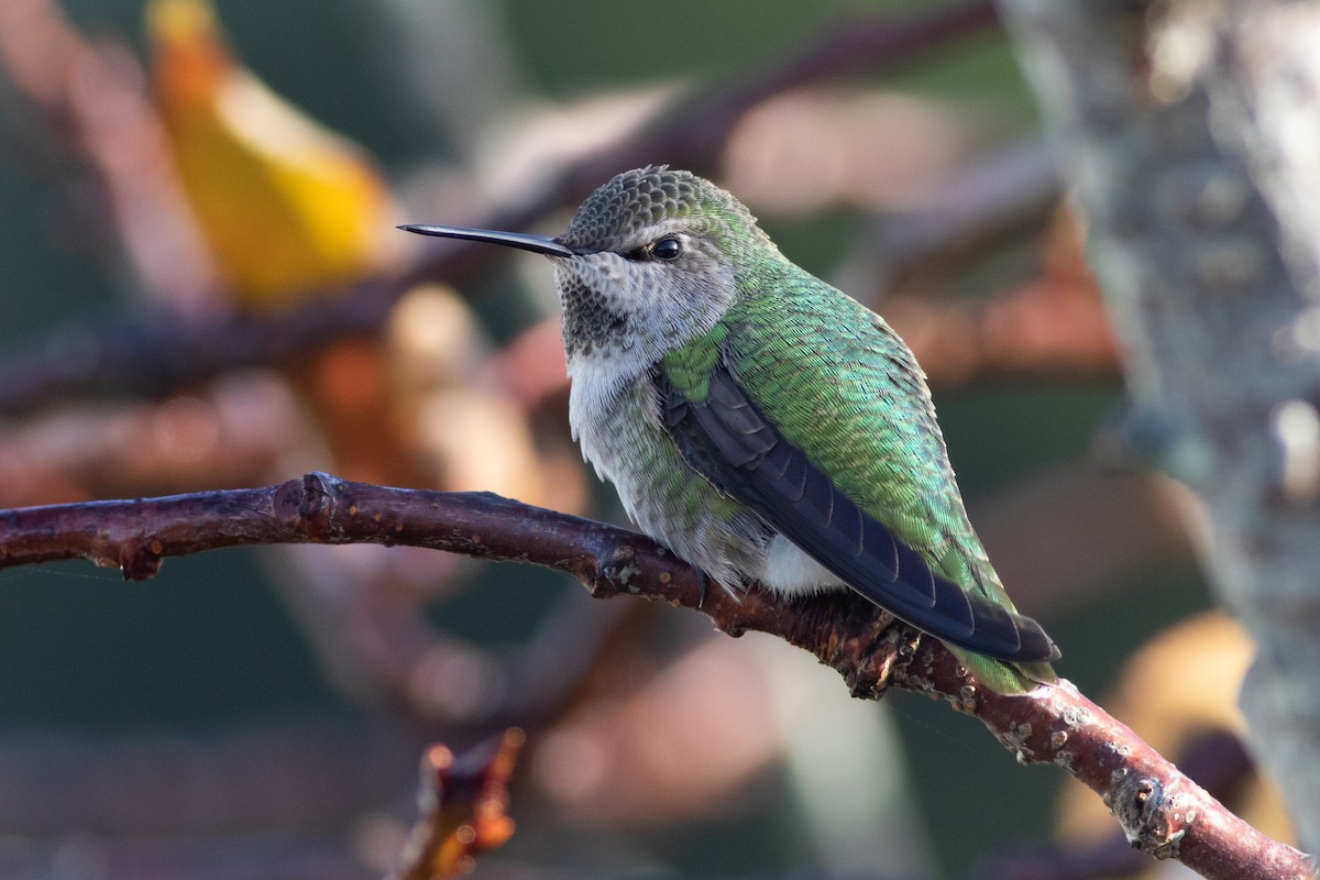 Anna's Hummingbird - Rob Fowler