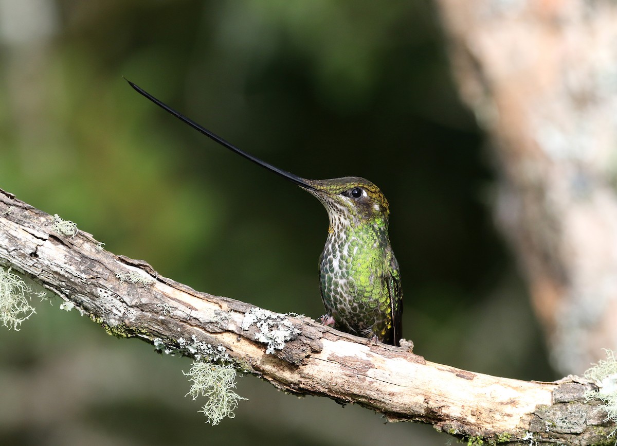 Sword-billed Hummingbird - ML195418691
