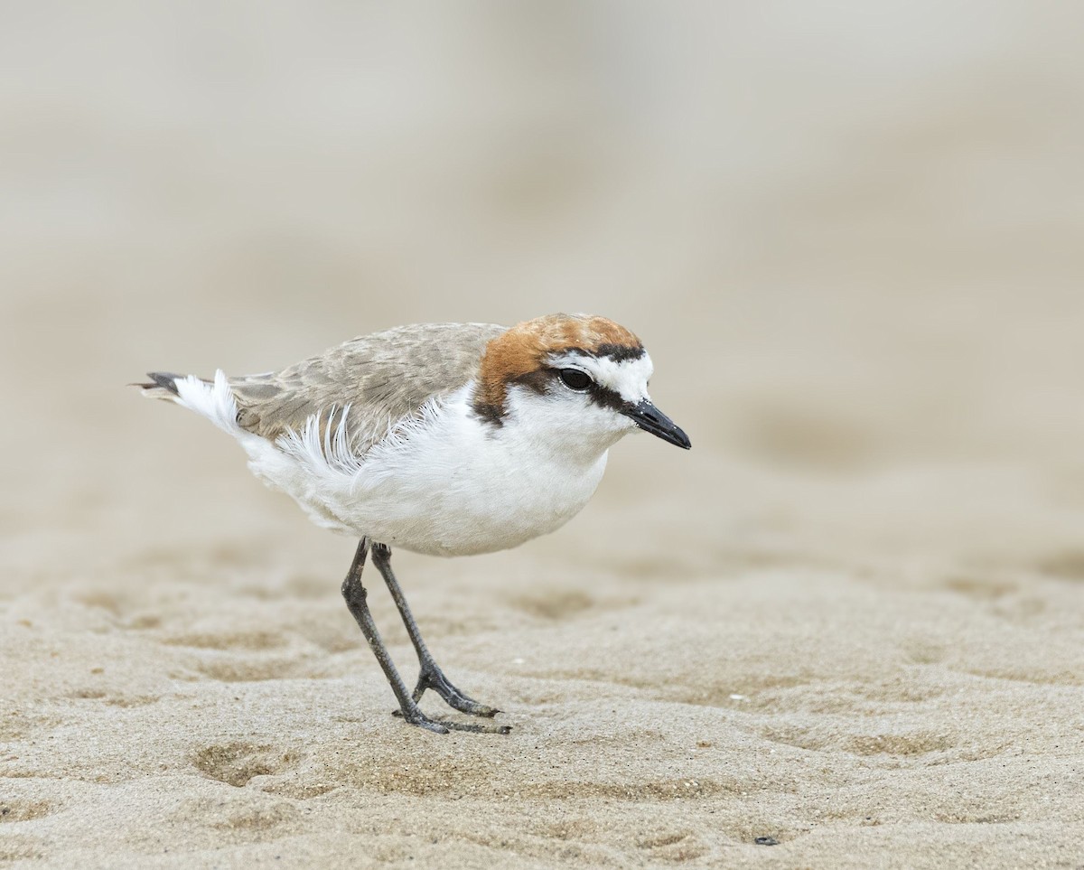 Red-capped Plover - ML195419791
