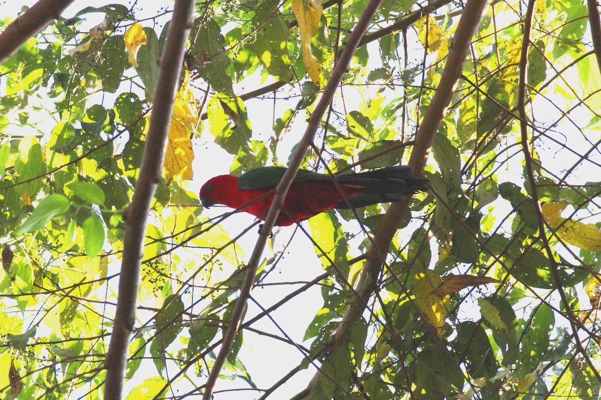Maluku Kral Papağanı - ML195422721