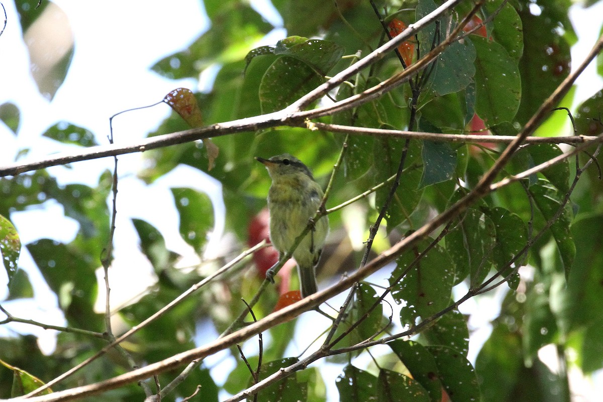 Island Leaf Warbler (Buru) - ML195422861
