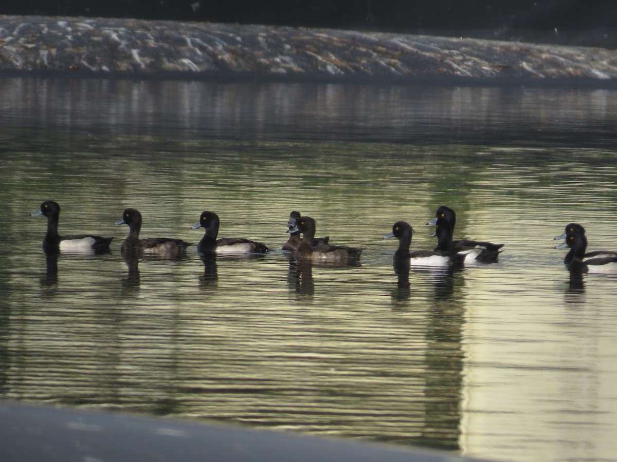 Tufted Duck - ML195423661