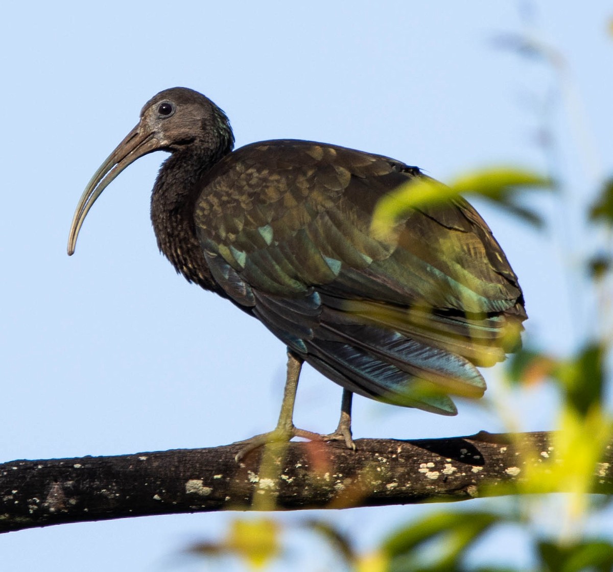 ibis zelený - ML195425981