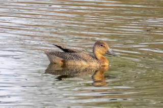 Freckled Duck, ML195427911
