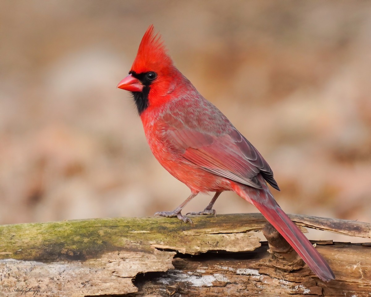 Northern Cardinal - Andy Raupp