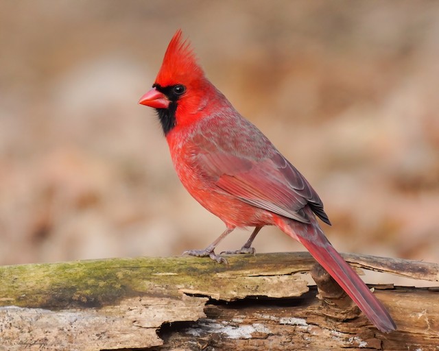 Male Northern Cardinal (subspecies <em>cardinalis</em>). - Northern Cardinal - 