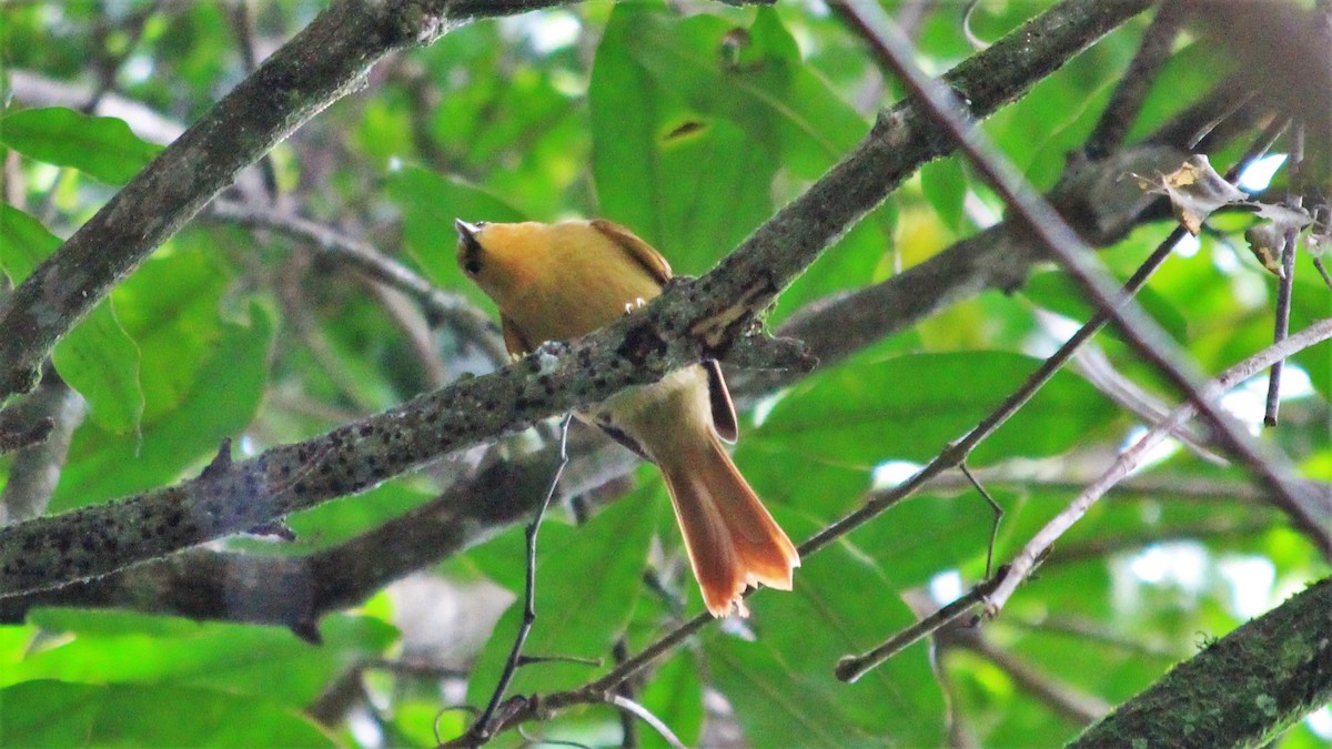 Buff-fronted Foliage-gleaner - Anonymous