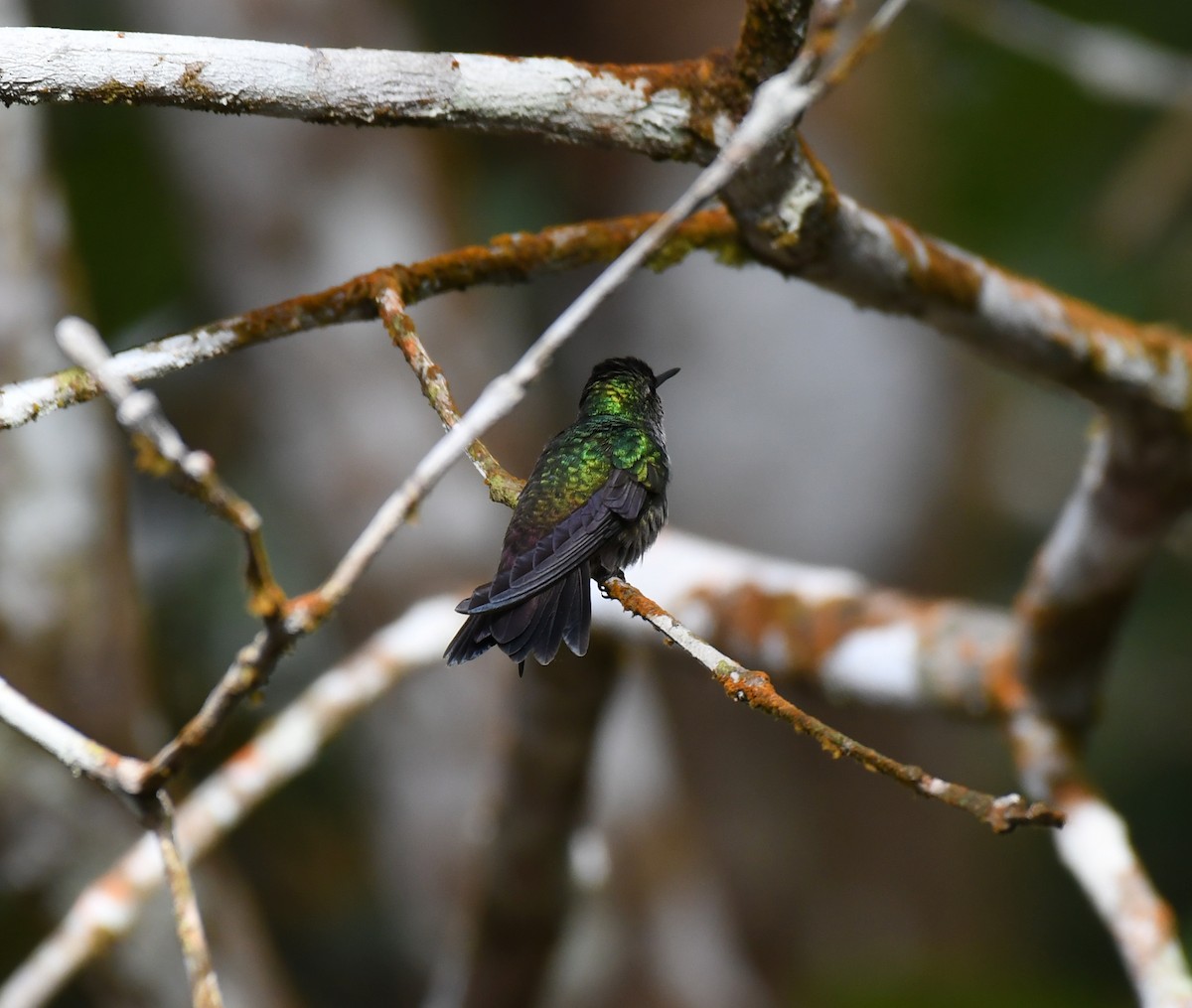 Violet-bellied Hummingbird - ML195437281