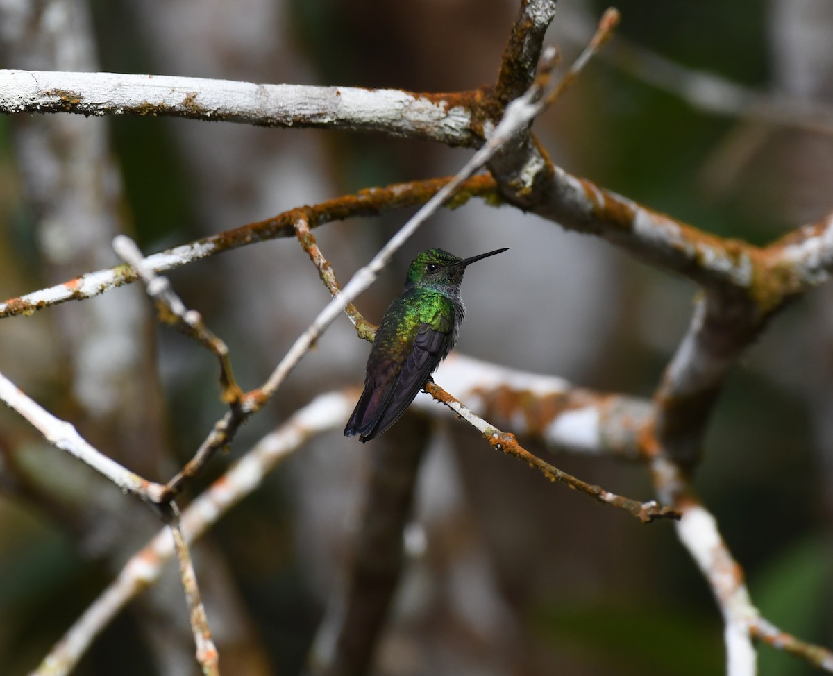 Violet-bellied Hummingbird - ML195437311