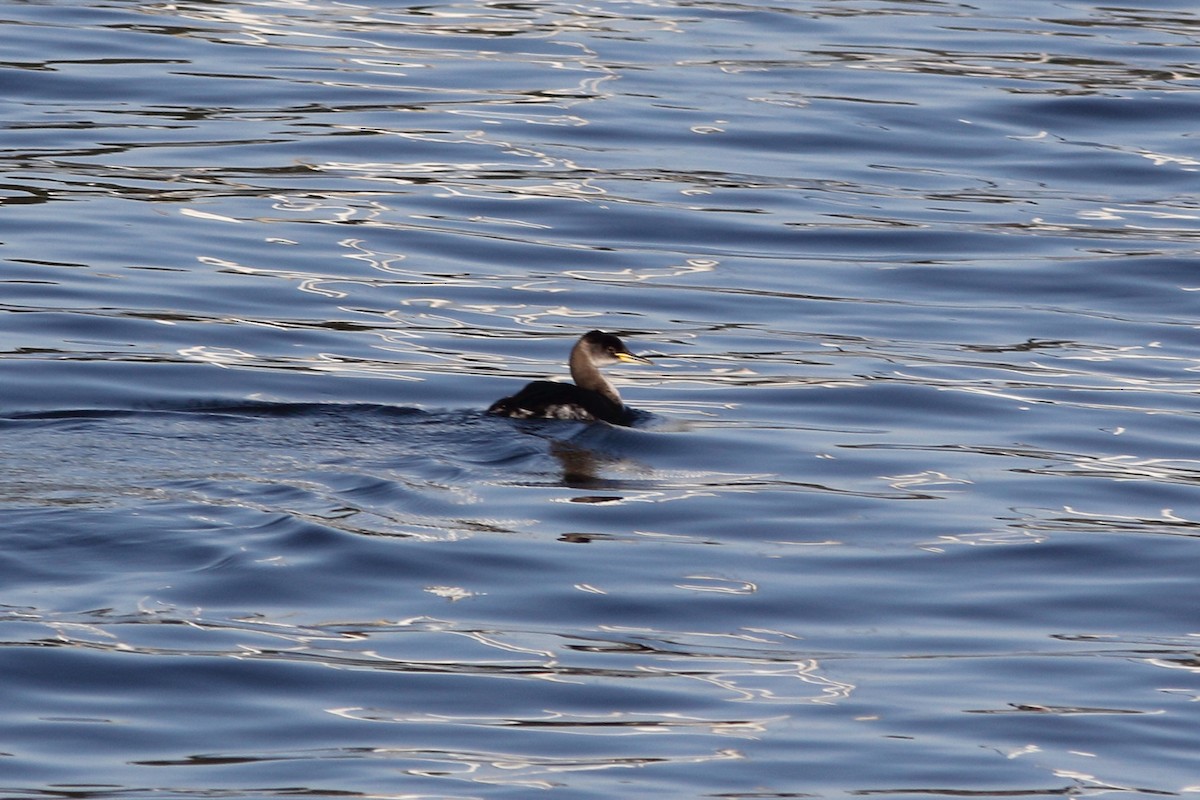 Red-necked Grebe - ML195438481