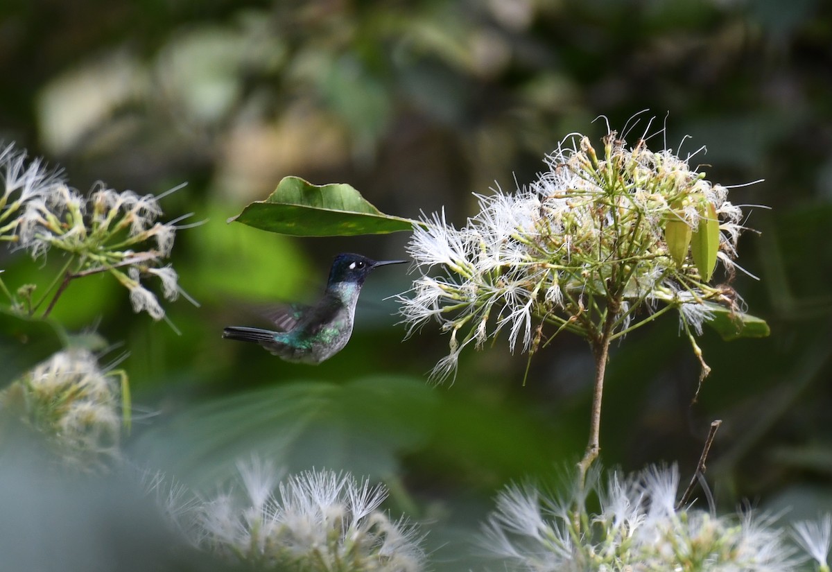 Violet-headed Hummingbird - ML195439801