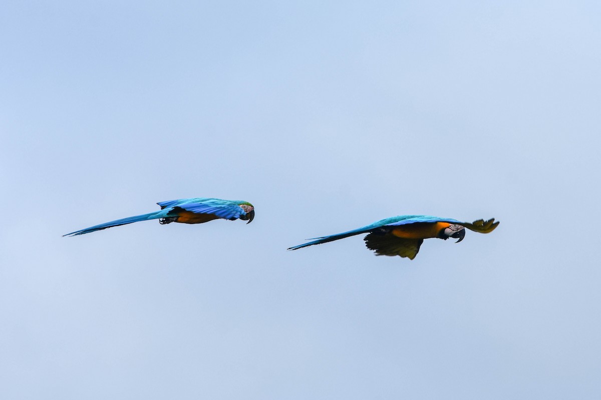 Blue-and-yellow Macaw - ML195441871