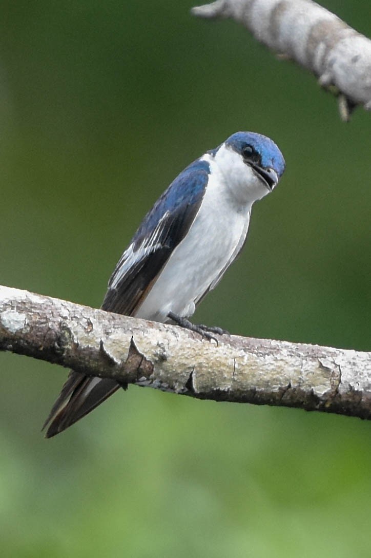 White-winged Swallow - ML195443571