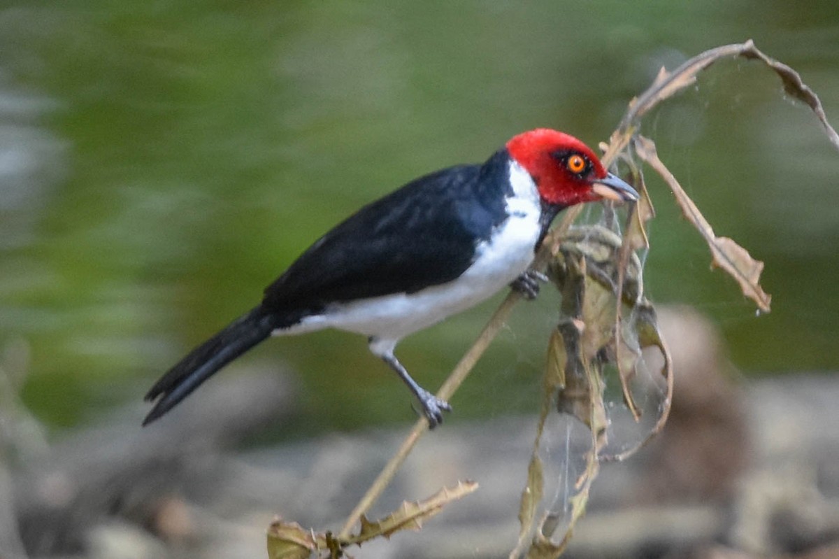 Red-capped Cardinal - ML195443861