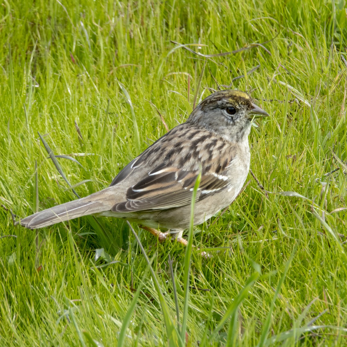 Passerellidae sp. (sparrow sp.) - ML195444091