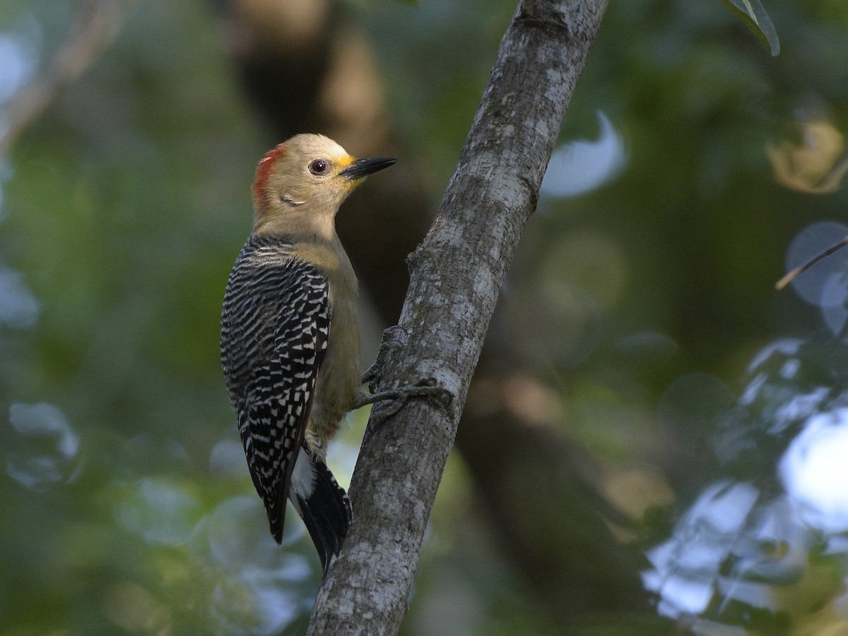 Yucatan Woodpecker - Carlos Echeverría
