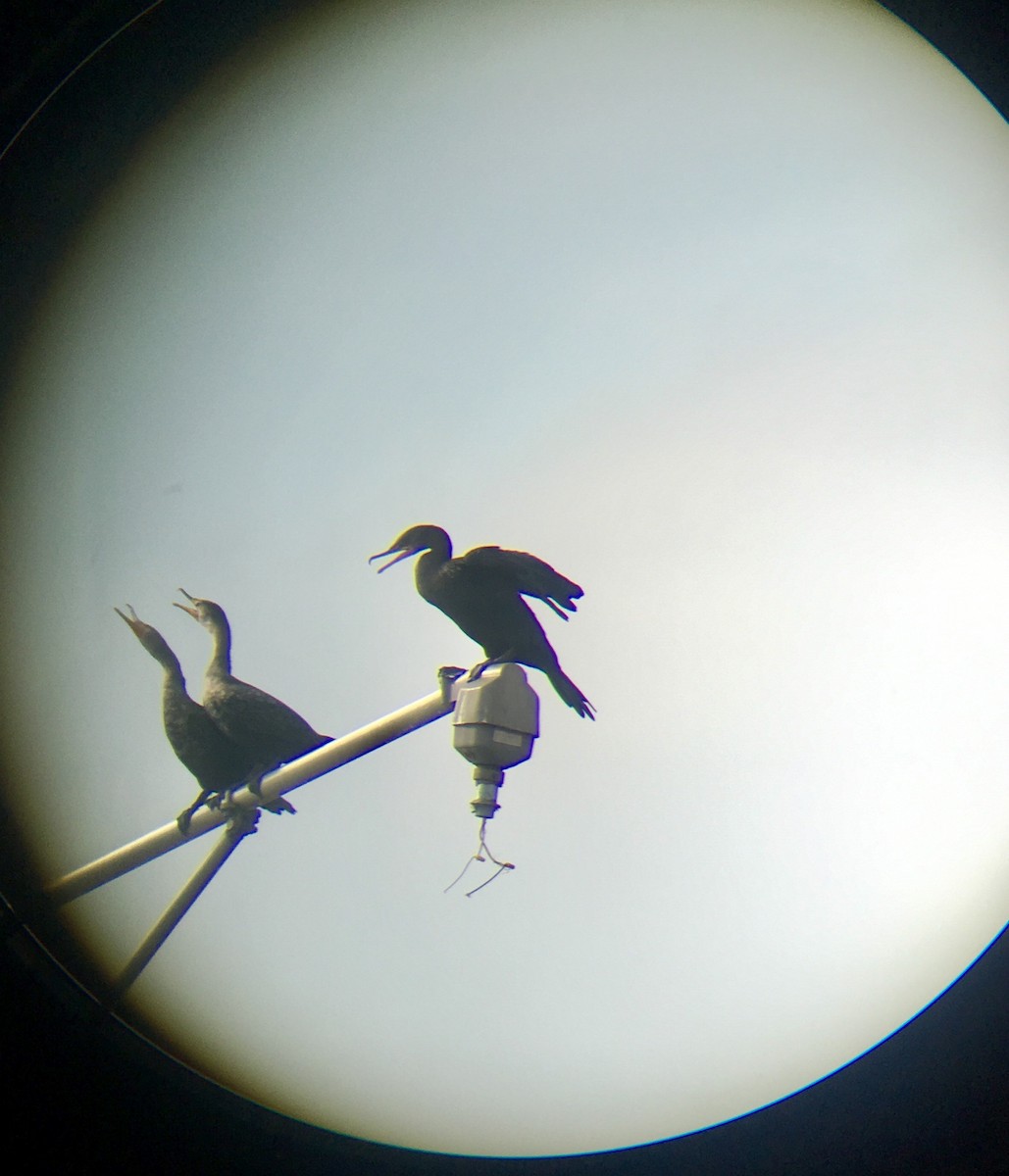 Double-crested Cormorant - Araks Ohanyan