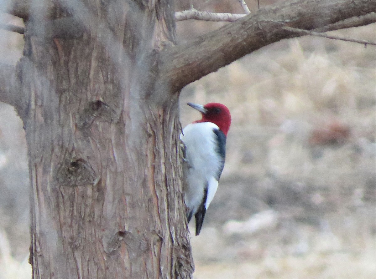 Red-headed Woodpecker - ML195445741