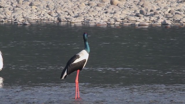 Black-necked Stork - ML195448441