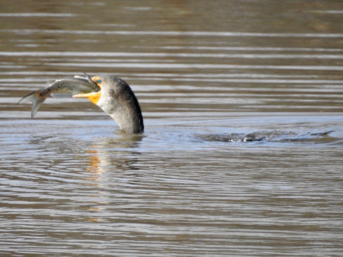 Double-crested Cormorant - P Chappell