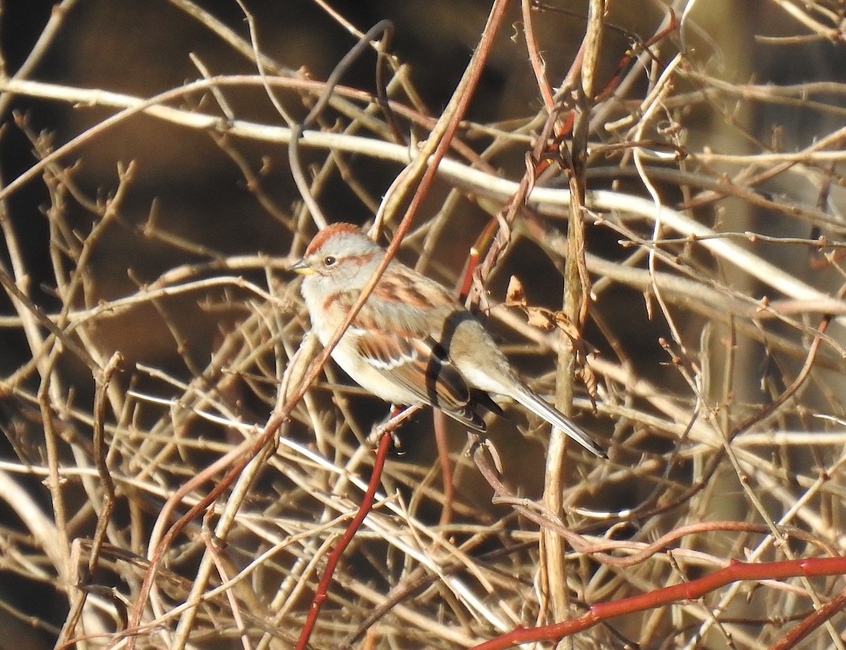 American Tree Sparrow - ML195450281