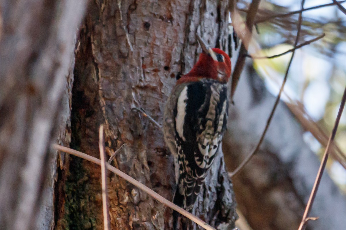 Red-breasted Sapsucker - ML195451131