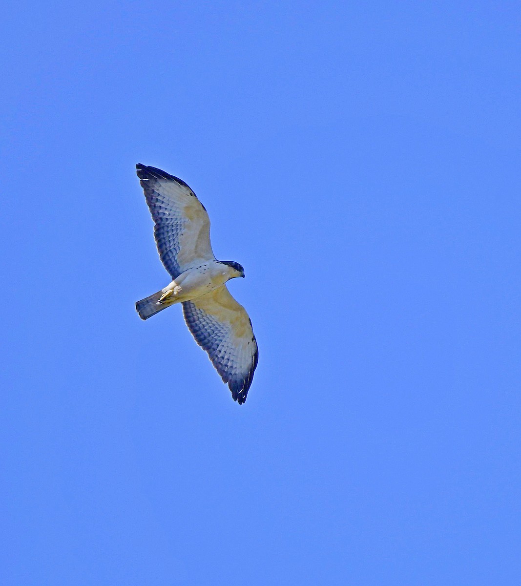 Short-tailed Hawk - Paul Arneson