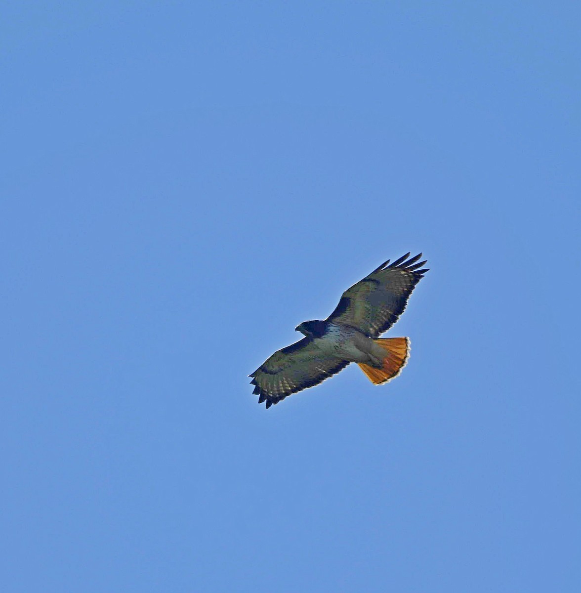 Red-tailed Hawk - Paul Arneson
