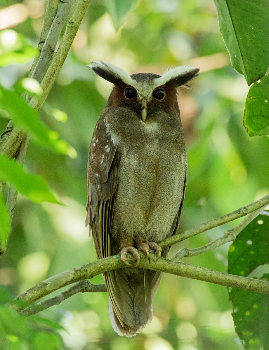 Crested Owl - ML195465951