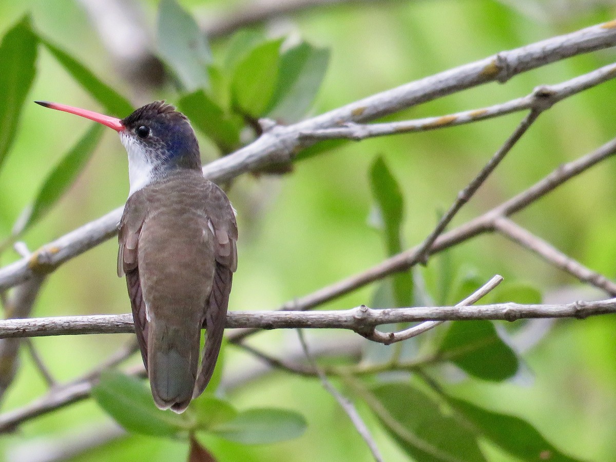 Violet-crowned Hummingbird - Jan Hansen