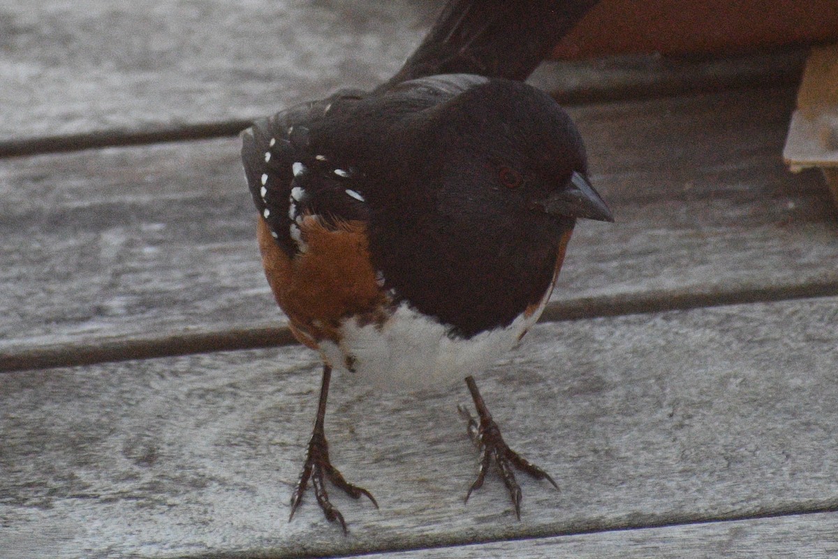 Spotted Towhee - ML195469851