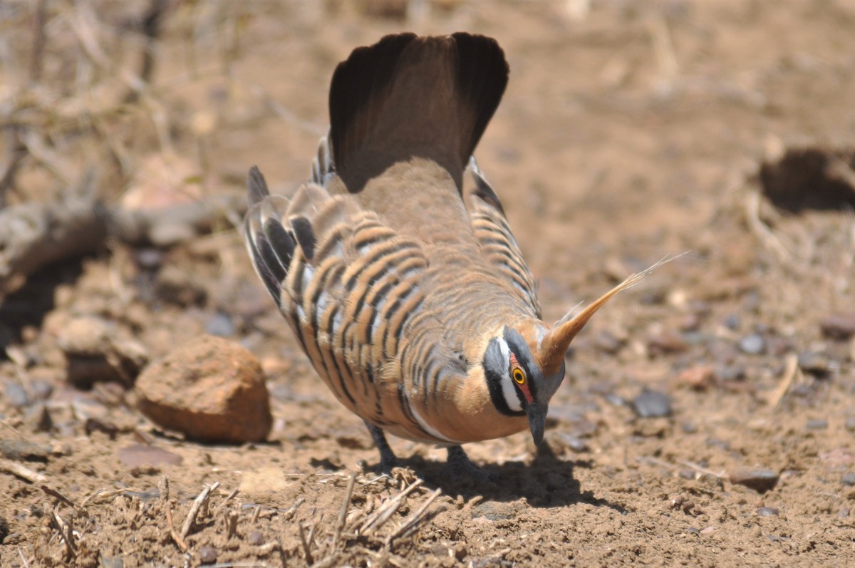 Spinifex Pigeon - ML195469971