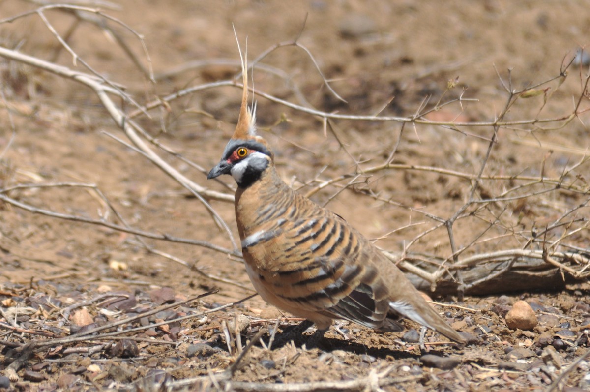 Spinifex Pigeon - ML195469981